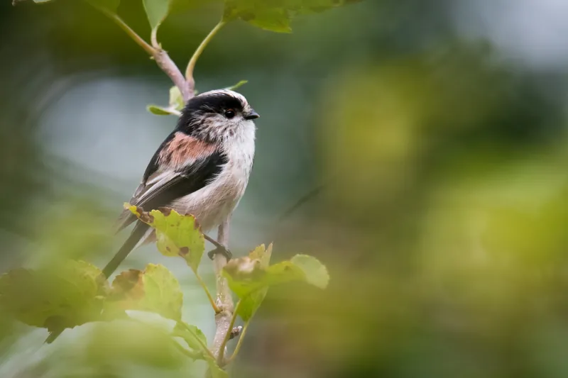 Long-tailed tit, orchard, Penryn. 2019.